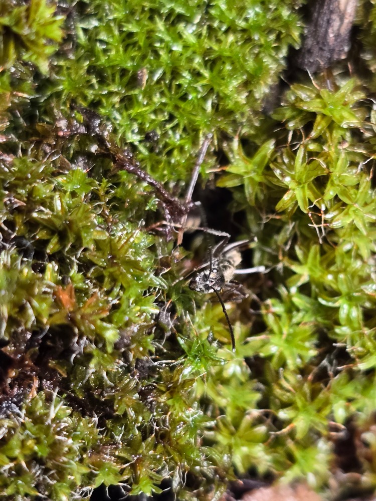 Diacamma rugosum